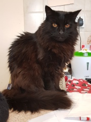 Can anyone help me identify what type of cat this is?