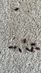 What bugs are these?