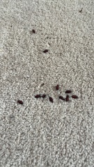 What bugs are these?