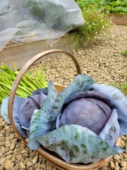 The Vegetable Patch 2024/2025