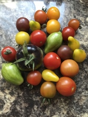 The Vegetable Patch 2024/2025