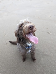 The Best Dog in the World