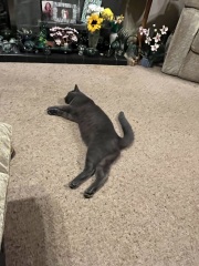 Passports, buckets and spades - the Excellent Cats go on their holidays