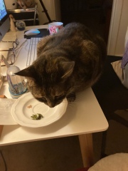 Passports, buckets and spades - the Excellent Cats go on their holidays