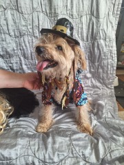 September’s Dog of the Month: Share Your Photos & Win £100! 🐾