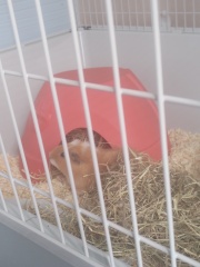 Guinea pigs and cats, knock some sense onto me please!