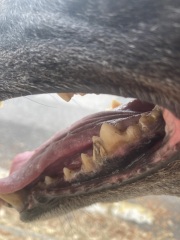 What's this? (Graphic image)