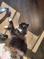 Passports, buckets and spades - the Excellent Cats go on their holidays