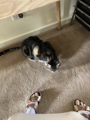 Passports, buckets and spades - the Excellent Cats go on their holidays