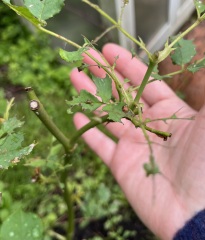 What’s decimated my poor rose?
