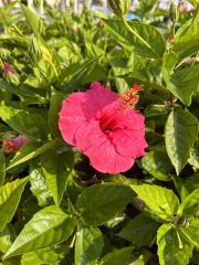 Majorca flower/shrub identification please