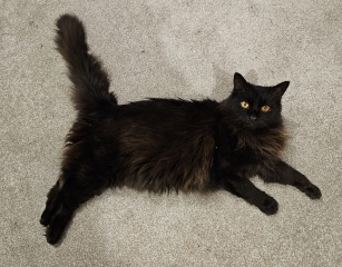 Passports, buckets and spades - the Excellent Cats go on their holidays