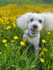 September’s Dog of the Month: Share Your Photos & Win £100! 🐾