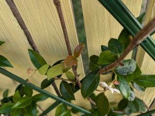 Help. Star jasmine baby leaves turning yellow..