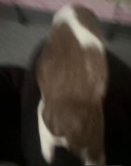 Does my guinea pig look pregnant