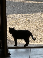 How to help this stray?