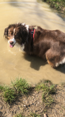 The Best Dog in the World