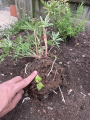Which weeds do I have? How should I handle them?