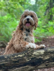 The Best Dog in the World