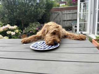 Puppy Survival Thread for New and Old Pups - Spring is around the corner!