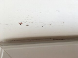 Buying A House with Leaks