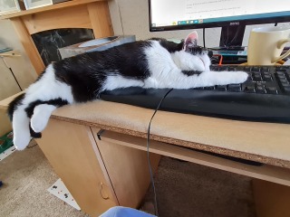 Passports, buckets and spades - the Excellent Cats go on their holidays