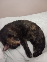 Oh help me, I looked at the "cats needing homes" page!