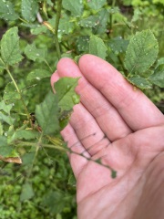 What’s decimated my poor rose?