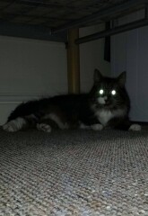 Passports, buckets and spades - the Excellent Cats go on their holidays