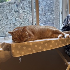 Passports, buckets and spades - the Excellent Cats go on their holidays