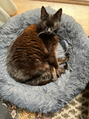 Passports, buckets and spades - the Excellent Cats go on their holidays