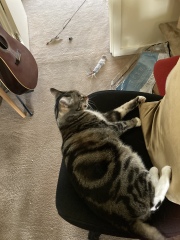 Passports, buckets and spades - the Excellent Cats go on their holidays