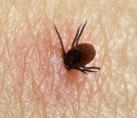 Thread 14 - TalkLair: “What The Hell Are We Supposed To Use, Man? Harsh Language?”