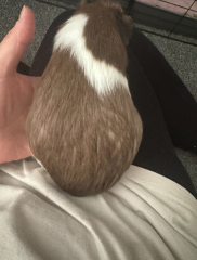 Does my guinea pig look pregnant