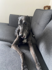 The Best Dog in the World