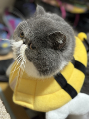 Will my crazy cat adjust to the cone?