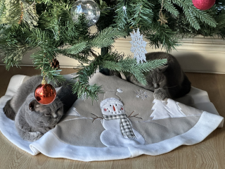 Rehoming and neutering