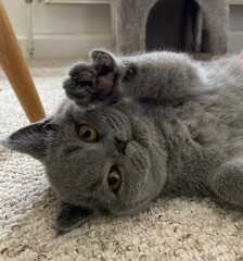 Happy International Cat Day