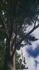 Large tree reduction / removal advice