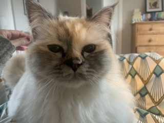 Birman cat desperate to be an outdoor cat