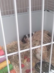 Guinea pigs and cats, knock some sense onto me please!