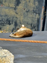 Passports, buckets and spades - the Excellent Cats go on their holidays