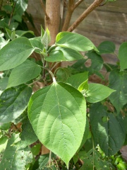 What is this tree called?