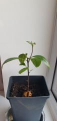 Growing an avocado plant
