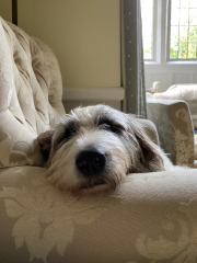 Dog training channels