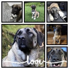 Turkish kangal