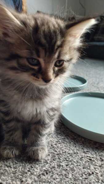 Help me name my new kitten!