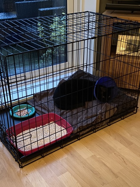 Cage rest