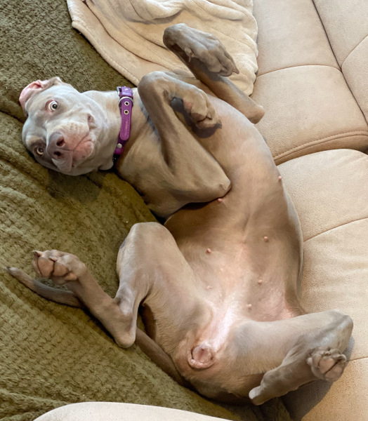 AIBU to think dog owners have low hygiene standards.