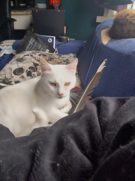 Flounders or Flouncers? The Excellent Cats continue their important debate